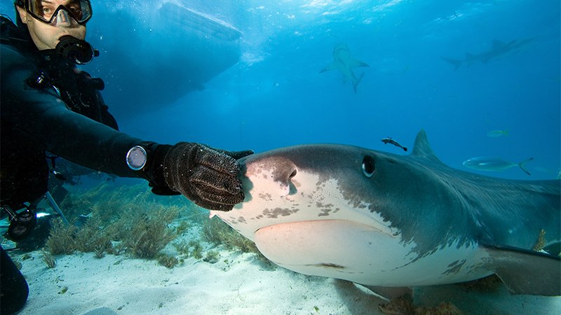 Swimming with sharks in Jeddah